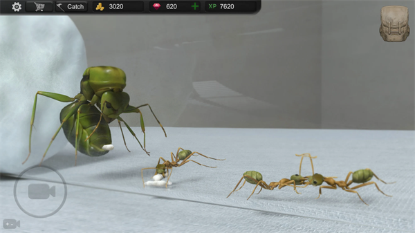 蚂蚁模拟大亨(Ant Sim Tycoon)